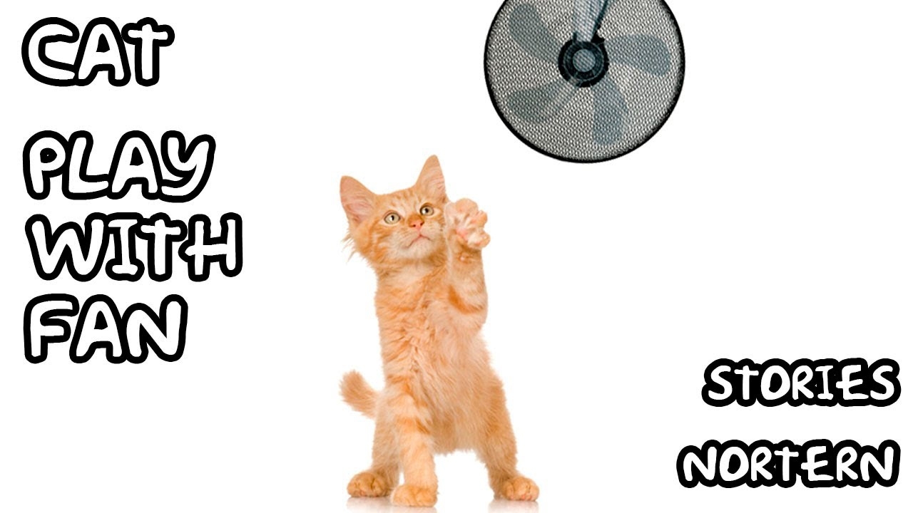Коты против вентилятора 