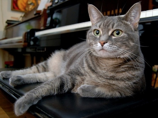  Кошка Нора играет на фортепьяно джаз и классическую музыку.