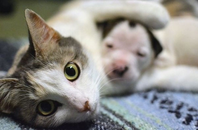 Заброшенная кошка приняла новорожденного щенка питбуля
