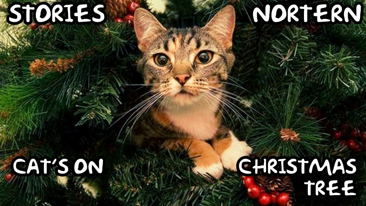 Коты против Новогодней елки 