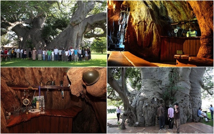 Бар внутри 6000-летнего дерева 