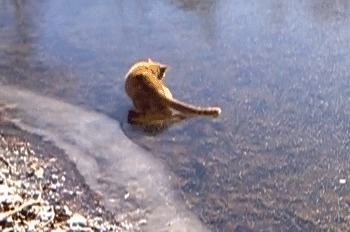 Кот на льду