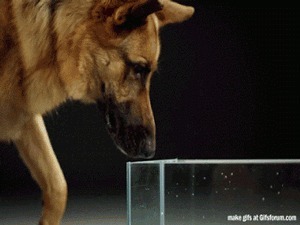 Как собаки лакают воду?
