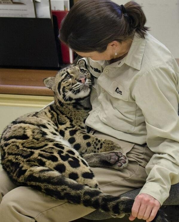  8-месяный леопард и его тренер в зоопарке Сан-Диего