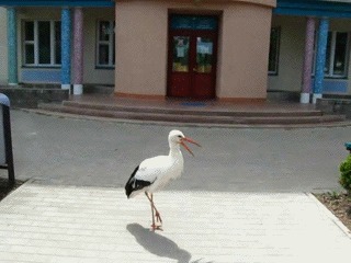 Аист заступает на смену