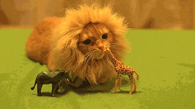 Лев кусает жирафа!