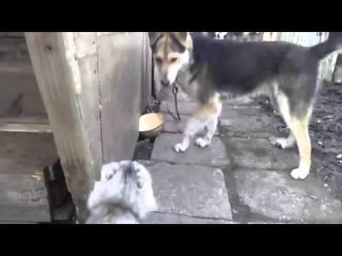 Злая кошка терроризирует собаку!
