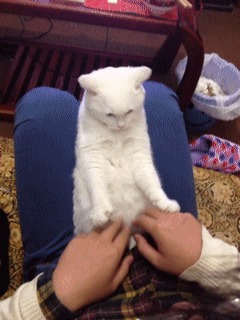 Кошак с реакцией