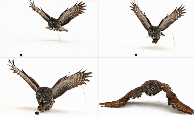 Фото-момент: сова хватает свою добычу с удивительной точностью.