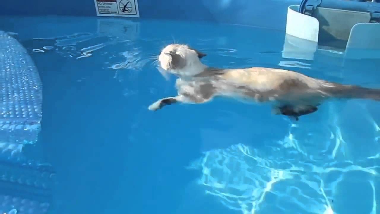 Кот плавает в бассейне! Релакс