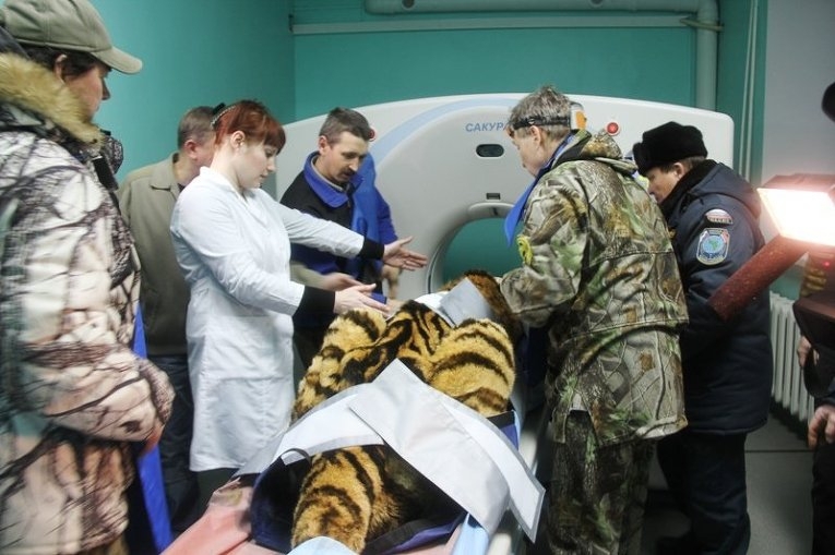 В Амурской области пытаются спасти раненного тигра 
