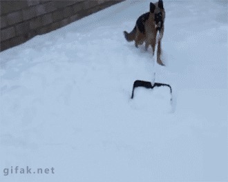 Снегоуборочная машина? ... хм, нет ... собака