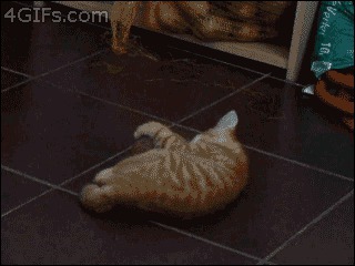 Пугливый котик