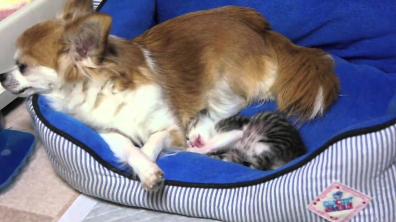 Самые няшные котик и собачка!