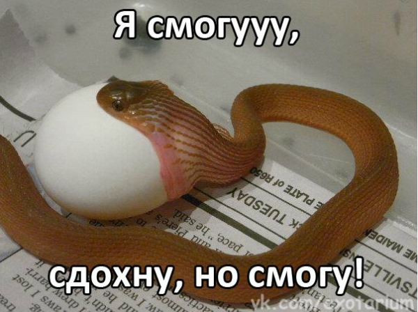 Я смогу!