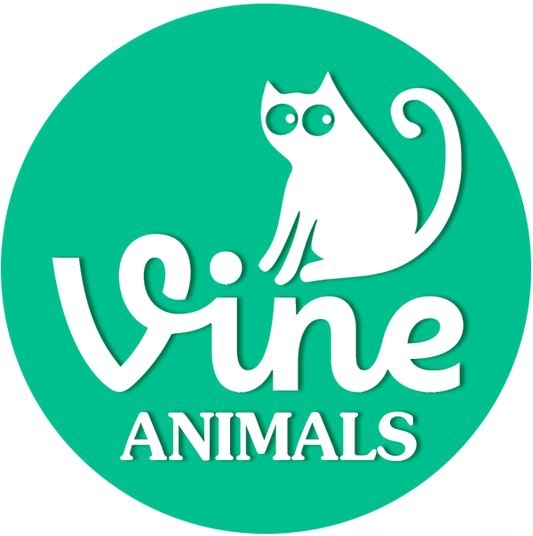 Топ 100 vine с животными
