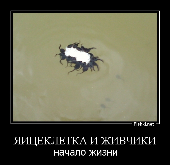 Яицеклетка и живчики