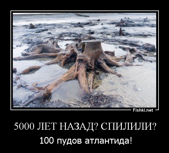 5000 Лет назад? Спилили?