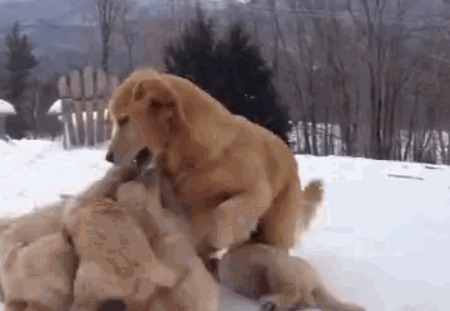 Двухмесячные щенки играют с мамой