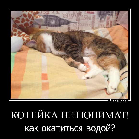 Котейка не понимат!