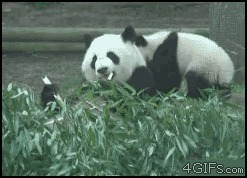 Кунг-фу панда – в реале