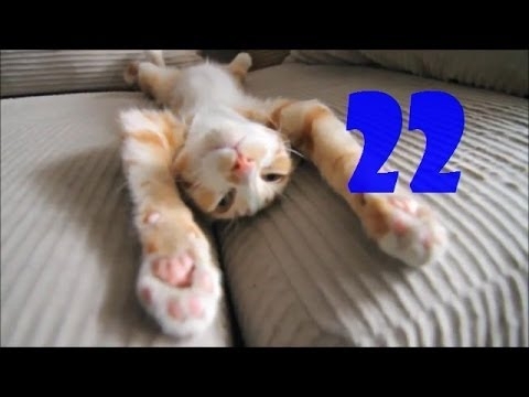 Смешные кошки. Выпуск #21 и Выпуск #22