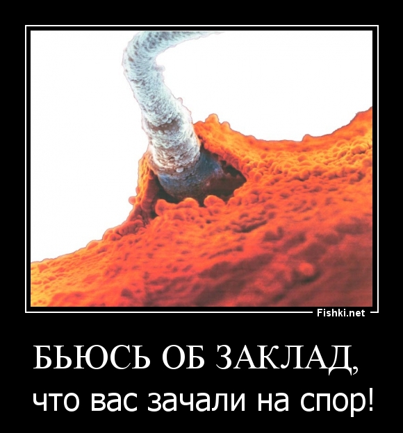 Бьюсь об заклад, 