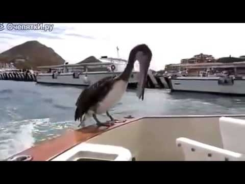 Шустрый пеликан 
