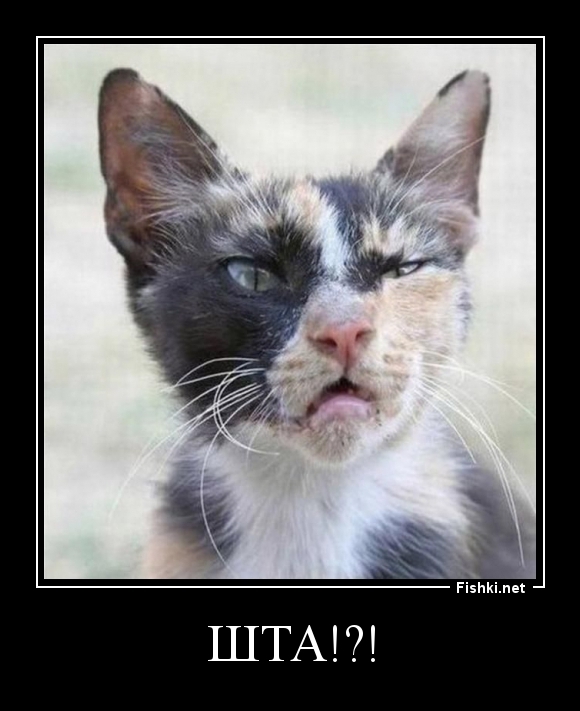 Шта!?!