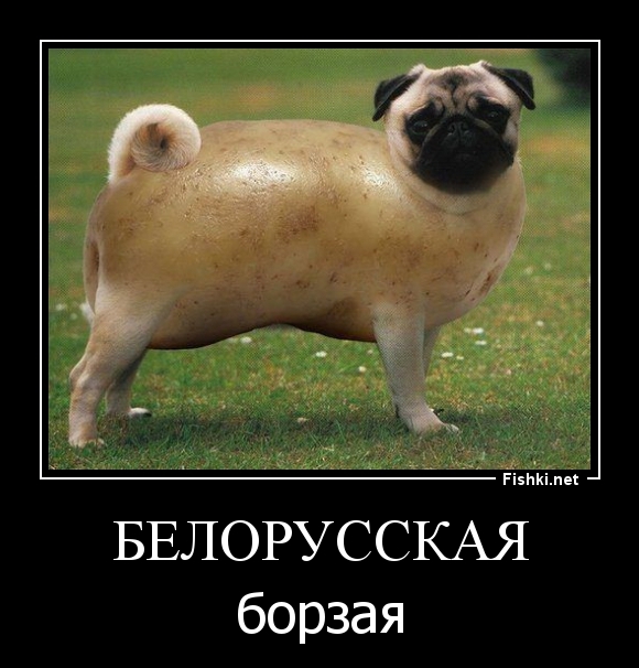 БЕЛОРУССКАЯ