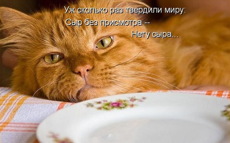 Весенний котопост