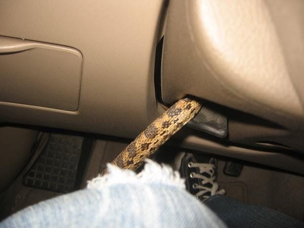 Со змеей в машине