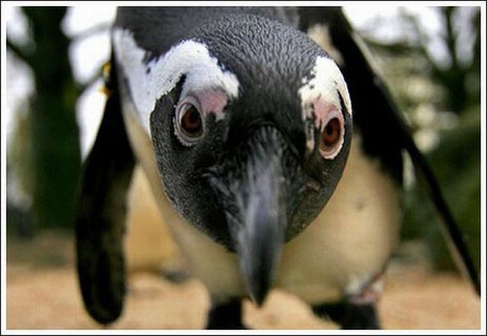 Смеющийся маленький пингвин любит щекотку 