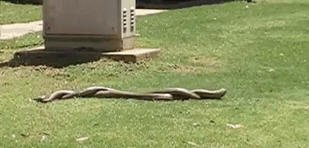 Две очень влюблённые змеи