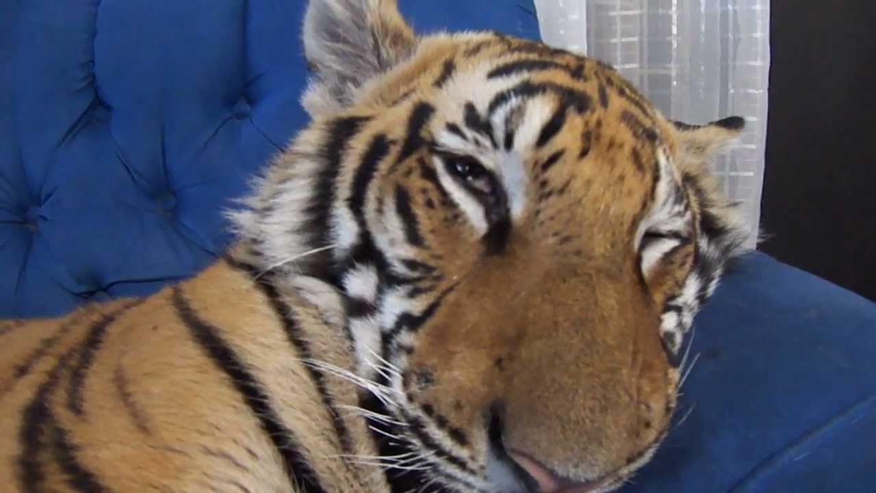 Как просыпаются тигры