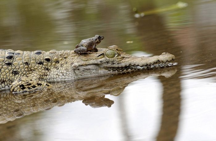 Как лягушка может поставить крокодила в неловкое положение))