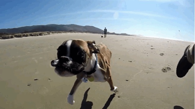 Двуногая собака Duncan Lou на пляже!