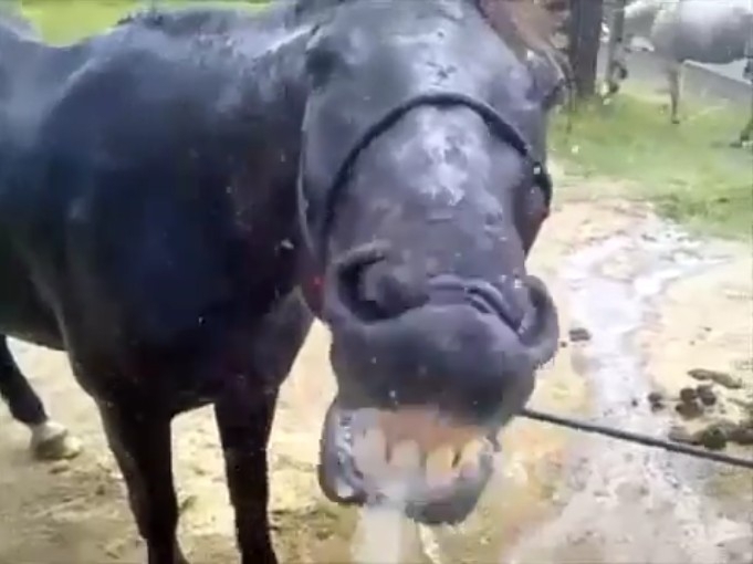 Лошадь и вода 