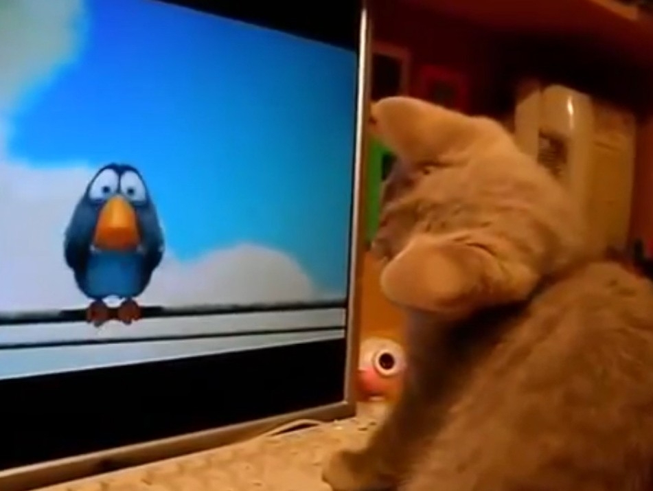 Котенок смотрит мультик про птичек 