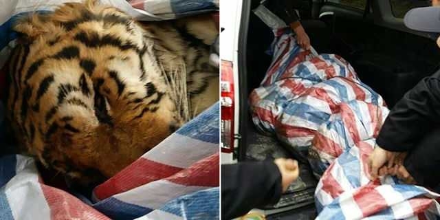 Варварское убийство тигров в Китае ради развлечения