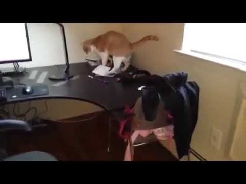 Как отучить кота ходить по столу 