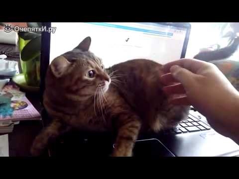 Кошка решила, что хозаину хватит сидеть за ноутбуком