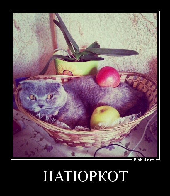 Натюркот