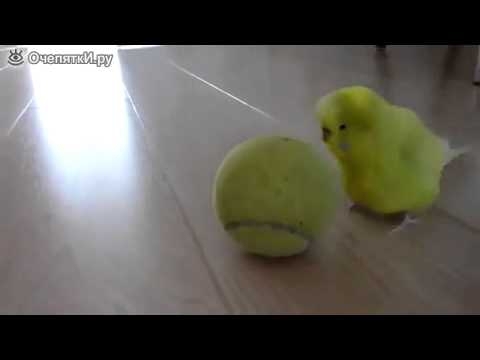 Попугай и теннисный мячик