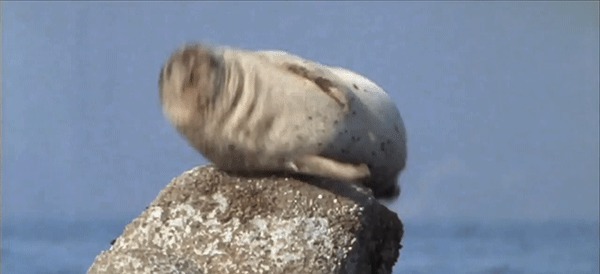 Икающий тюлень