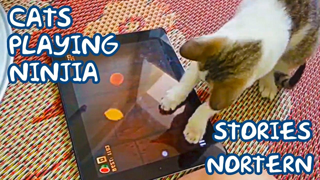 Коты играют на планшете