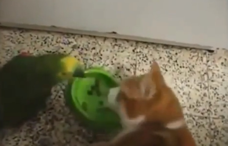 Отношения попугая и кота
