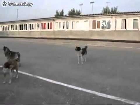 Собаки поют гимн России
