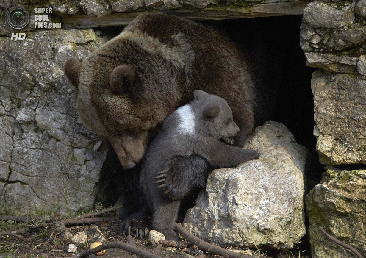 Пополнение в медвежьей семье 