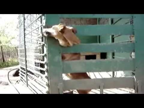 Prison Break побег умной собаки